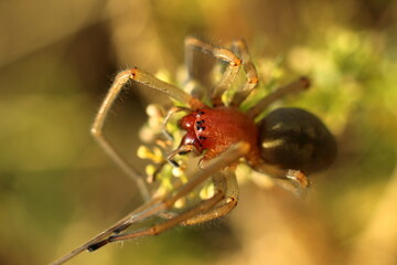 Cheiracanthium punctorium. A female venomous spider deadly to insects
