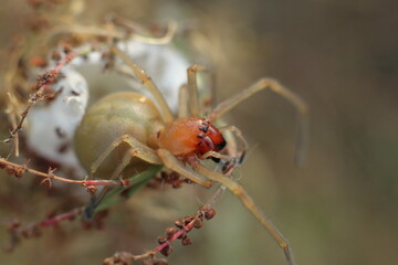 Cheiracanthium punctorium. A female venomous spider deadly to insects