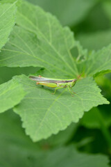 closeup the green brown grasshopper hold on lady finger plant leaf in the farm soft focus natural green brown background.