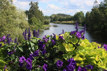 Sweden. Surfinia is a specially bred variety of ampelous petunia, its special successful hybrid,...