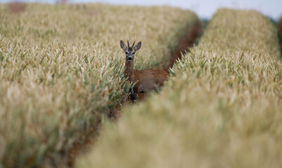 Rehbock auf einem Getreidefeld