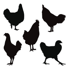 Black Chicken or Hen Silhouettes Vector Illustration Pack