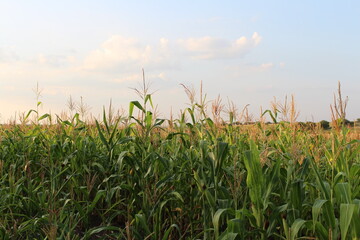 A field of corn plants