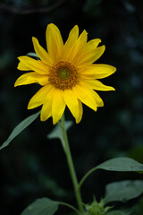 żółty kwiat mini słonecznik ogrodowy - obrazy, fototapety, plakaty