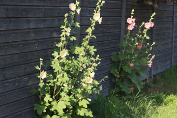 Sweden. Alcea rosea, the common hollyhock, is an ornamental dicot flowering plant in the family Malvaceae. 