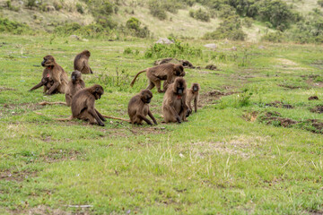 family of geladas monkeys 