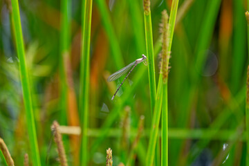 Damselfly perched on a blade of grass