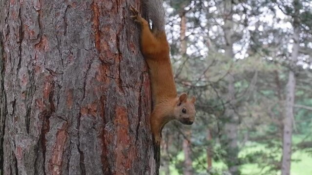 Close-up of a red squirrel clinging to a tree trunk eats nuts from the palm of a girl in the park
