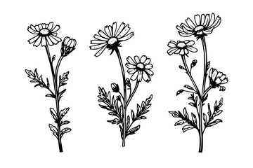 Hand drawn chamomile ink sketch. Daisy flower engraving vector illustration. - obrazy, fototapety, plakaty