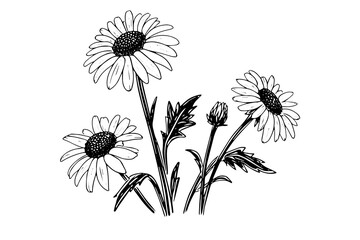 Hand drawn chamomile ink sketch. Daisy bouquet engraving vector illustration.