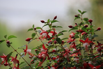 red berries on a bush