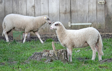 Two sheep passing each other. The breed is Landrace of Bentheim. A heath sheep with a long tail