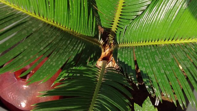 green beautiful cycas flower on the balcony