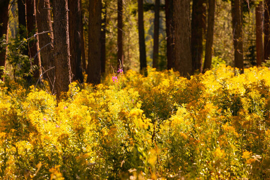 flowers in the forest