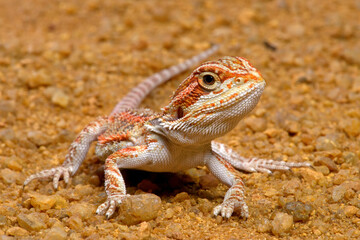 young Bearded dragon // junge Bartagame (Pogona vitticeps) - Australia