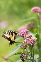 Yellow eastern tiger swallowtail butterfly gathering nectar from native pink swamp milkweed flower in garden