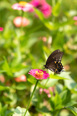 Eastern black swallowtail butterfly gathering nectar from pink zinnia flower in garden