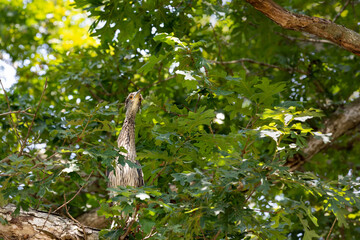 Juvenile yellow-crowned night heron perched in oak tree