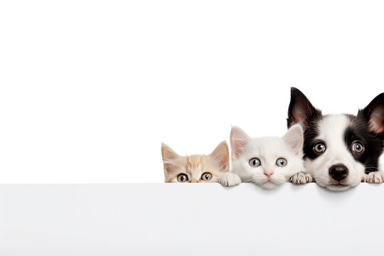 Kittens and a puppy peeking behind a white banner with an empty space for product placement or text on a white background.