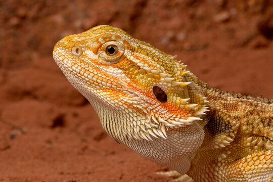 Bearded dragon // Bartagame (Pogona vitticeps) - Australia