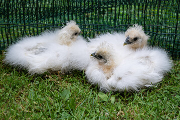 Three moroseta chicks on the grass in a poultry enclosure.