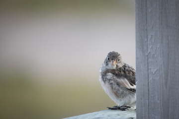 Young fledged Lapland longspur perched on a wooden railing and staring at the camera, Arviat, Nunavut, Canada
