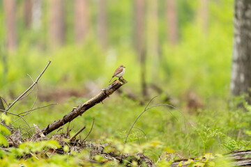 Ein Neuntöter sitzt auf einen Ast mit grünen unscharfen Hintergrund