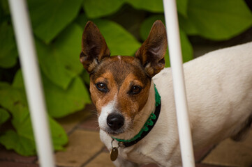 jack russell terrier