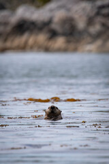 A North American river otter swimming in the ocean among sea weeds and checking out its...