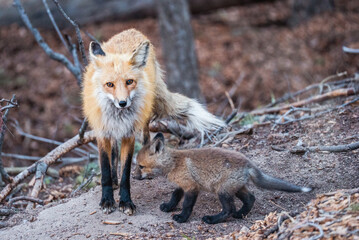 Mother fox with her cub