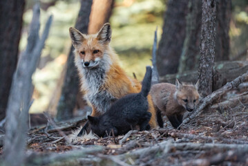 Mother fox with her cub