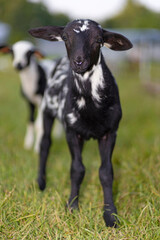 Black  and white sheep lamb getting close to the camera