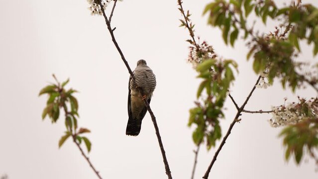 A male common cuckoo (Cuculus canorus) sitting in the top of a tree in early spring