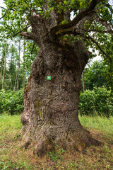 Cernausku oak in summer day, Sigulda, Latvia.