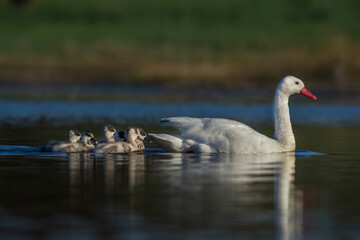 Coscoroba swan with cygnets swimming in a lagoon , La Pampa Province, Patagonia, Argentina.