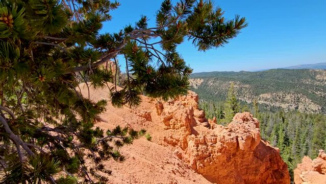 Pan-Pinyon pine blowing gently in the breeze-Red rock eroded along the rim of the Paunsaugunt Plateau Rim in the Dixie National Forest of Utah, USA