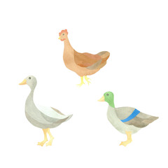 Watercolor set with isolated poultry characters - ducks, goose and chicken. Illustration on a white background. A set OF ANIMAL FACES. For the design of postcards, logos, textiles, tableware, printing