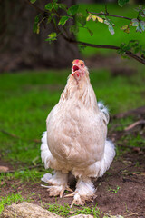 Full body of cackled hen brahma chicken on the farm