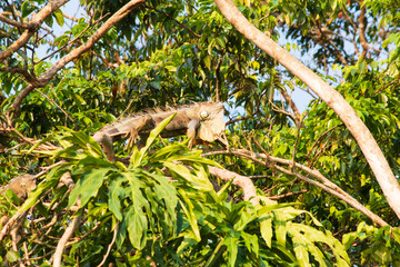 Costa Rica lifewild