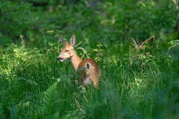 Ein Reh in einer Waldlichtung mit grünen Gras