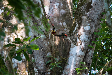 Costa Rica lifewild