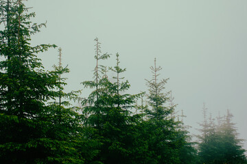The tops of the fir trees are visible in the fog, cloudy weather. High quality photo