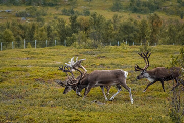 Herd of  wild reindeer in the tundra of Norway