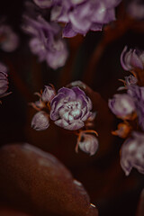 Macro purple flowers macro - selective focus  close-up photography