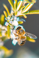 close up of a bee in a flower - Selective focus