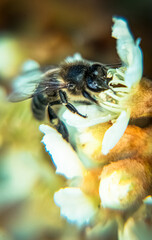 close up of a bee in a flower - Selective focus