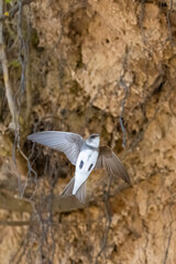 eine Uferschwalbe beim Landeanflug an ihrer Nisthöhle 