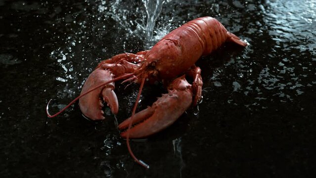 Lobster on black background in slow motion