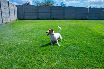 Jack Russell Terrier running and jumping on camera