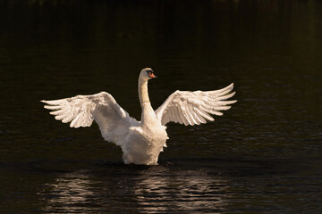 Fototapeta premium Ein schwan mit weit ausgestreckten Flügeln im Abendlicht